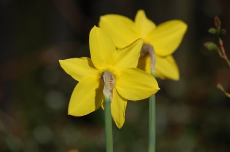 Shy daffodils - narcissus, spring, daffodils, yellow