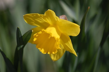 Ready for easter - easter, spring, yellow, daffodil