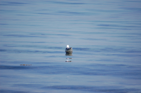 I'm so lonely - seagul, bird, lonely, water