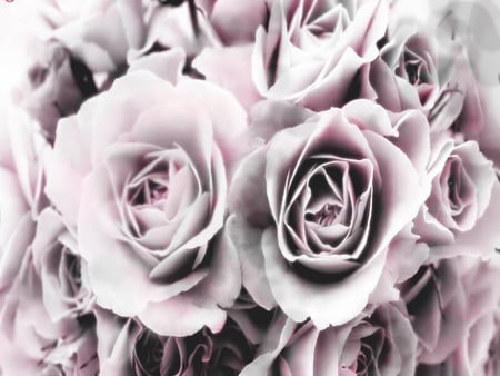 color - white, pink, vintage, black, rose