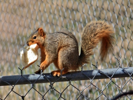 I Can Eat the Bread Now - metal, animal, nature, fence, daylight, squirrel, sun