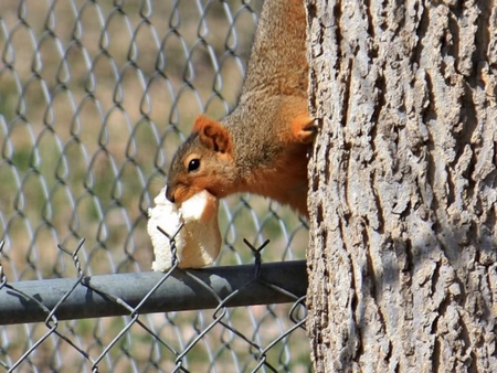 Oh Good! I Got a Piece of Bread Now - trees, fence, daylight, metal, animal, nature, day, squirrel, sun