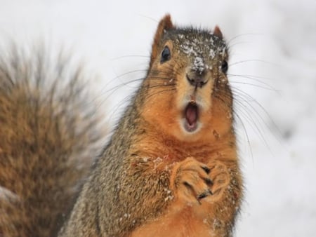 Ohhhhhhhhhhh!!!!!!!!!!! - fur, animal, winter, nature, snow, day, squirrel