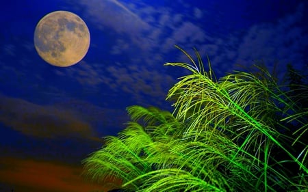 FULL MOON LIGHT - moon, plants, light, full moon