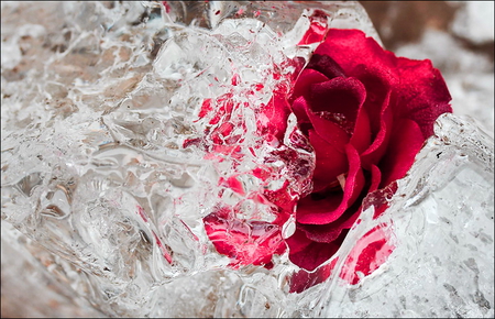 Spring break - ice, red, rose, spring, flower