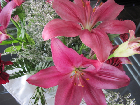 Lilies flowers - white, lilies, pink, photography, green, flowers