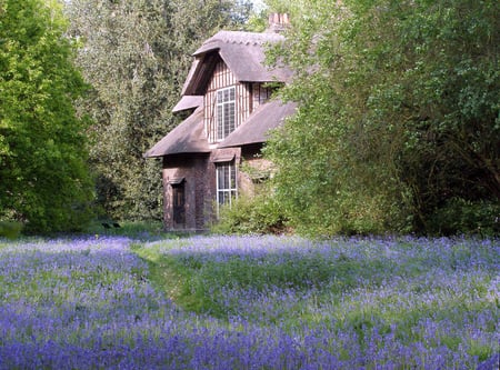 bluebell cottage - field, spring, cottage, bluebells, nature