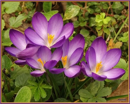 Crocuses - spring, flower, crocus, purple