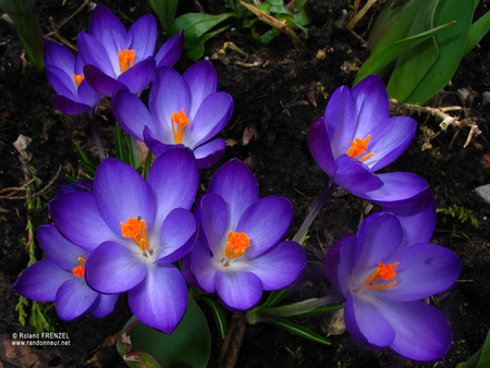 Crocuses - spring, flower, crocus, purple