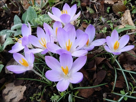 Crocuses - spring, flower, crocus, purple