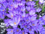 Crocuses