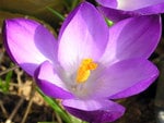 Crocus