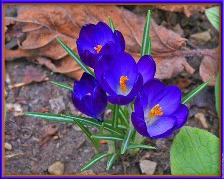 Crocuses - spring, flower, crocus, blue