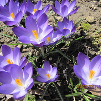 Crocuses