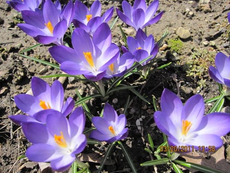 Crocuses - spring, flower, crocus, purple