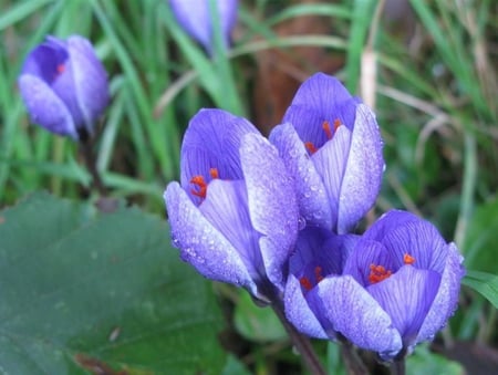 Crocuses - spring, flower, crocus, blue