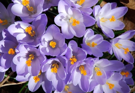 Crocuses - spring, flower, crocus, purple