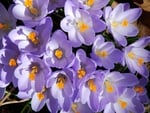 Crocuses