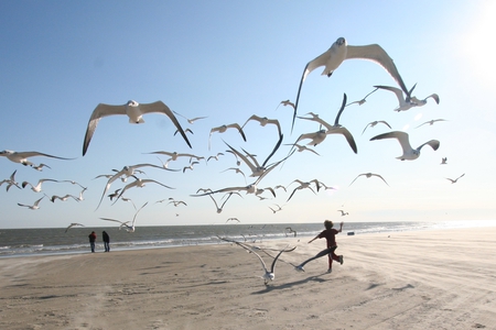 Seagulls - bird, wing, flight, seagull, sea, ocean