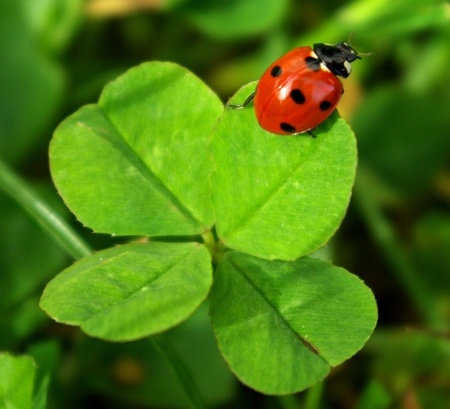 Ladybird - ladybug, green, ladybird, spring