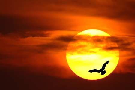 Bird at sunset - sun, orange, sunset, flight, bird