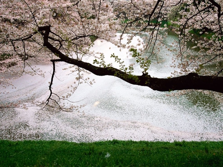 IMPERIAL PALACE - white, blossoms, lake, cherry, grass