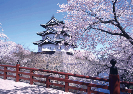 JAPAN - home, cherry, blossoms, landscape