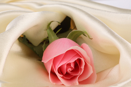 one rose - love, pretty, pink, tandres, rose