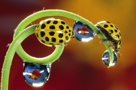 Ladybirds - dew, ladybug, rain, spring, ladybird