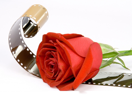 Red Rose and movies - movies, and, rose, red