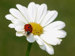 Ladybird