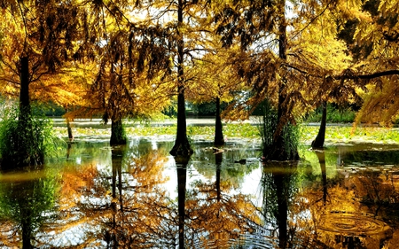 FOREST SWAMP - swamp, trees, reflection, nature