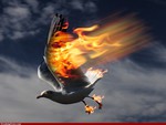 Seagull of fire