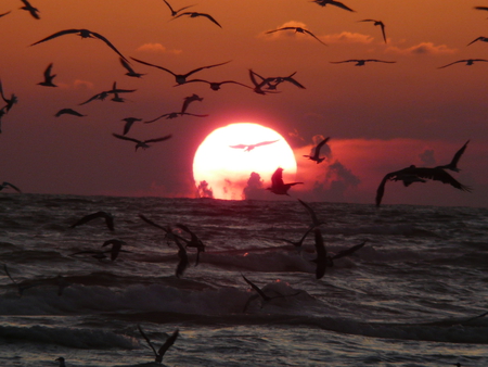 Birds at sunset - ocean, sunset, sea, bird