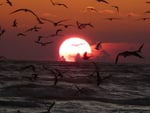 Birds at sunset