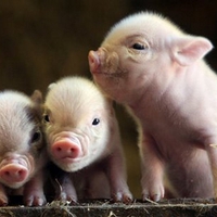 baby pigs