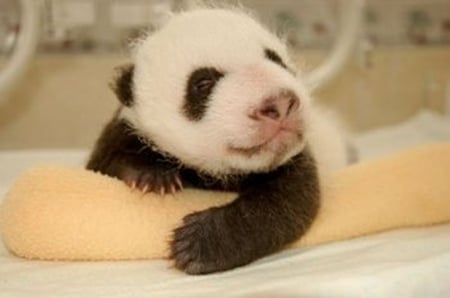 panda - panda, japan, baby, sweet