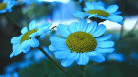 Spring Flowers - nature, blue, petals, flowers, spring