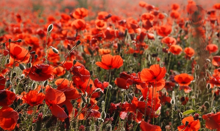 Poppies - field, poppy, flower, red