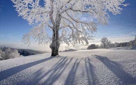 Beautiful Winter - view, sky, snow, blue, sun, beautiful, winter