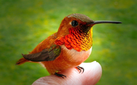 Hummingbird - nature, hummingbird, animal, bird, fly