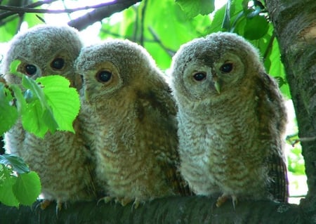 Owls