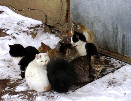 warming - snow, cats, warming, photography