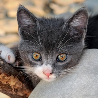 cute kitty