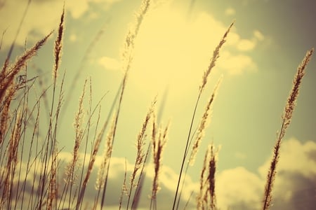 Grass - nature, sky, sunlight, clouds, grass, heaven