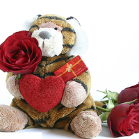 Teddy Bear gift