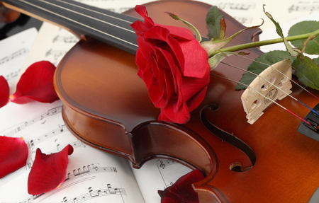 violin and rose - and, music, rose, book, white, red, petals, paper, green, violin, flowers, words, flower