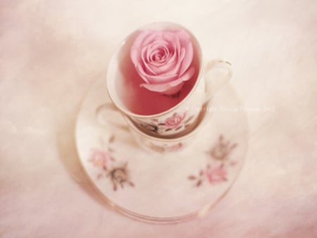 LifeStyle â™¨ - lifestyle, lovely, rose, pink