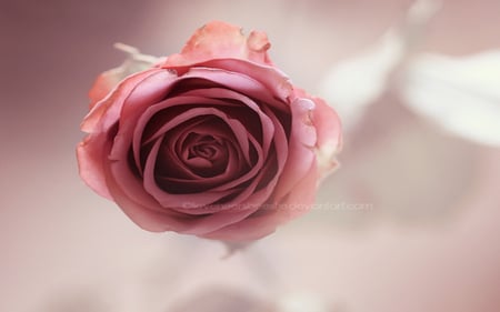 â€ - love, pastel, rose, red