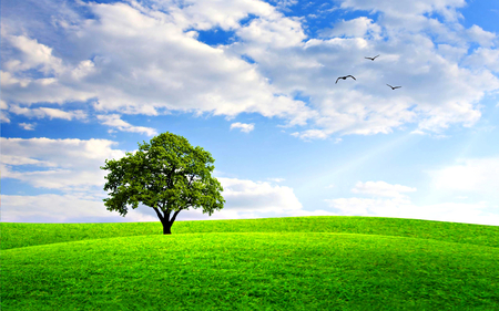 Spring - bird, birds, blue, splendor, landscape, grass, spring, spring time, view, field, sky, clouds, beautiful, beauty, lovely, tree, nature, green, peaceful